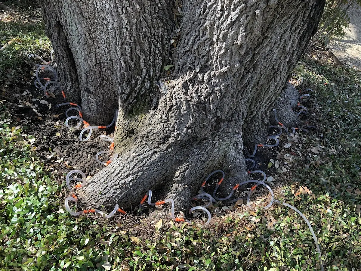 Detailed Tree Cabling and Bracing job site in Gary