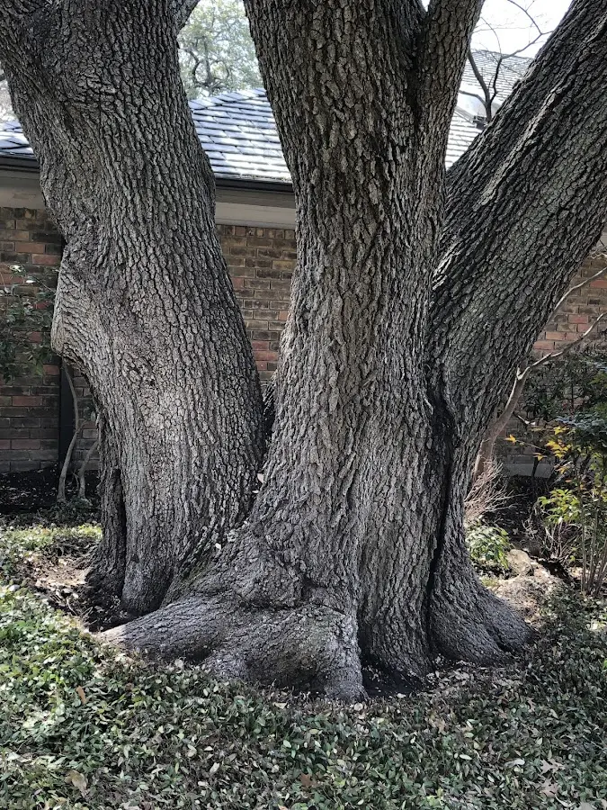 Mature heritage tree close to a Gary property cared for by certified arborists